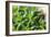 Miniature Succulent Plants-kenny001-Framed Photographic Print