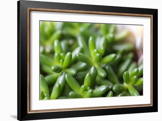 Miniature Succulent Plants-kenny001-Framed Photographic Print