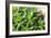 Miniature Succulent Plants-kenny001-Framed Photographic Print