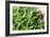 Miniature Succulent Plants-kenny001-Framed Photographic Print