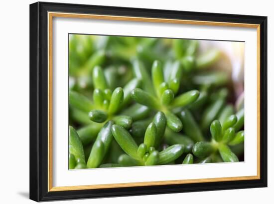 Miniature Succulent Plants-kenny001-Framed Photographic Print