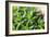 Miniature Succulent Plants-kenny001-Framed Photographic Print