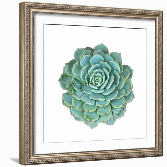 Miniature Succulent Plants-kenny001-Framed Photographic Print