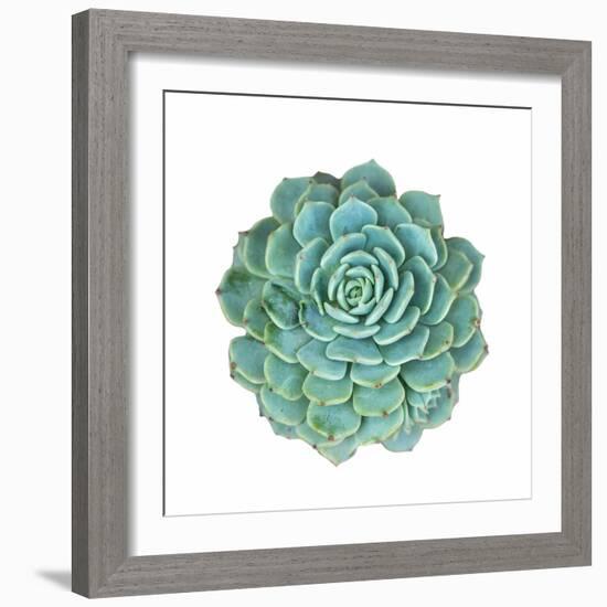 Miniature Succulent Plants-kenny001-Framed Photographic Print