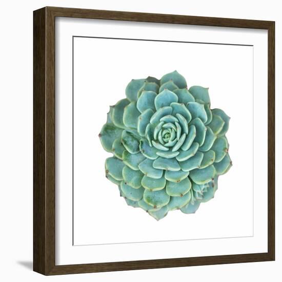 Miniature Succulent Plants-kenny001-Framed Photographic Print