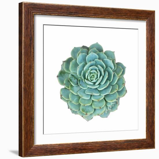 Miniature Succulent Plants-kenny001-Framed Photographic Print