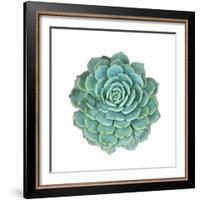 Miniature Succulent Plants-kenny001-Framed Photographic Print