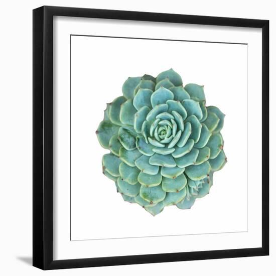 Miniature Succulent Plants-kenny001-Framed Photographic Print