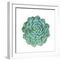 Miniature Succulent Plants-kenny001-Framed Photographic Print