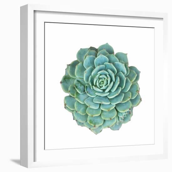 Miniature Succulent Plants-kenny001-Framed Photographic Print