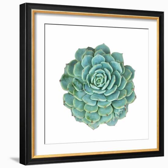 Miniature Succulent Plants-kenny001-Framed Photographic Print