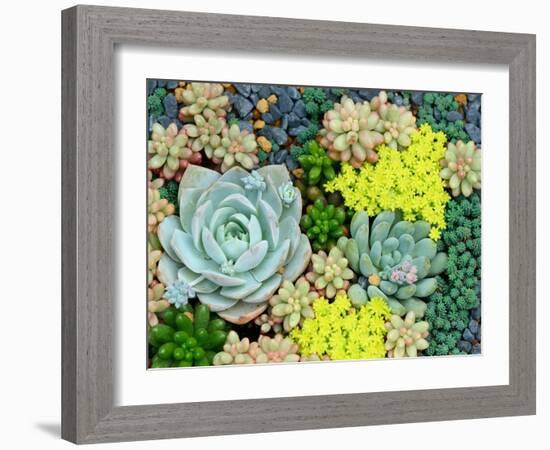 Miniature Succulent Plants-asharkyu-Framed Photographic Print