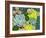 Miniature Succulent Plants-asharkyu-Framed Photographic Print