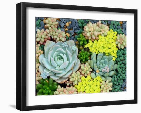 Miniature Succulent Plants-asharkyu-Framed Photographic Print