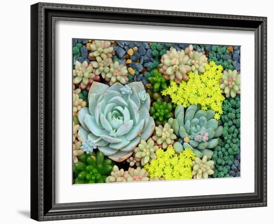 Miniature Succulent Plants-asharkyu-Framed Photographic Print