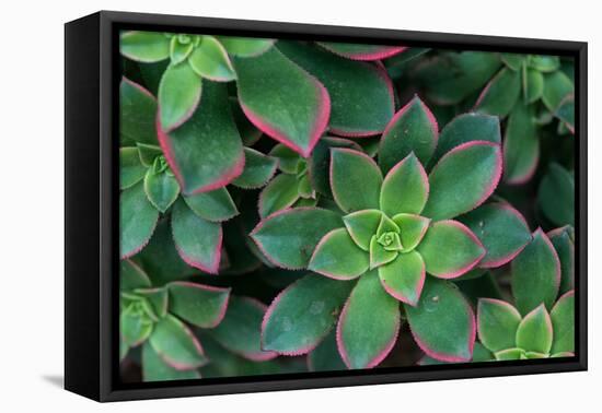 Miniature Succulent Plants-asharkyu-Framed Premier Image Canvas