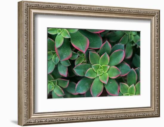 Miniature Succulent Plants-asharkyu-Framed Photographic Print