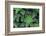 Miniature Succulent Plants-asharkyu-Framed Photographic Print