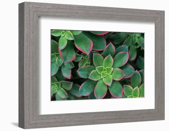 Miniature Succulent Plants-asharkyu-Framed Photographic Print