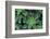 Miniature Succulent Plants-asharkyu-Framed Photographic Print