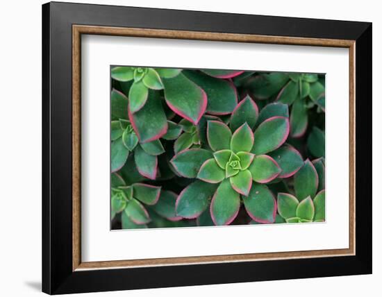 Miniature Succulent Plants-asharkyu-Framed Photographic Print