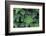 Miniature Succulent Plants-asharkyu-Framed Photographic Print