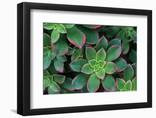 Miniature Succulent Plants-asharkyu-Framed Photographic Print