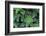 Miniature Succulent Plants-asharkyu-Framed Photographic Print