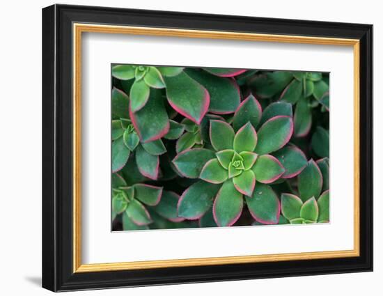 Miniature Succulent Plants-asharkyu-Framed Photographic Print