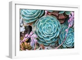 Miniature Succulent Plants-kenny001-Framed Photographic Print