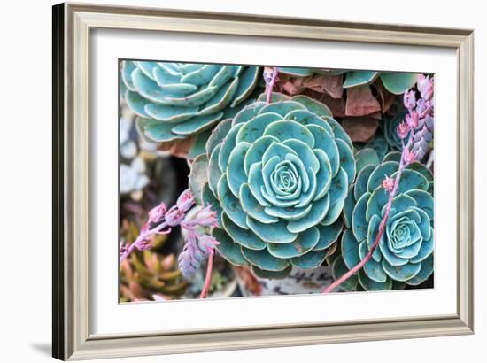 Miniature Succulent Plants-kenny001-Framed Photographic Print