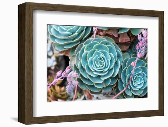 Miniature Succulent Plants-kenny001-Framed Photographic Print