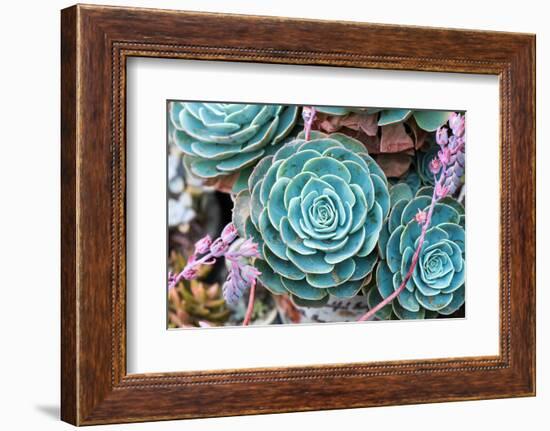 Miniature Succulent Plants-kenny001-Framed Photographic Print