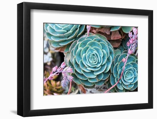 Miniature Succulent Plants-kenny001-Framed Photographic Print