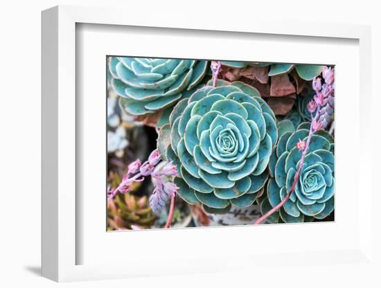 Miniature Succulent Plants-kenny001-Framed Photographic Print