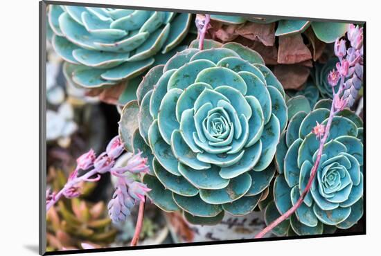 Miniature Succulent Plants-kenny001-Mounted Photographic Print