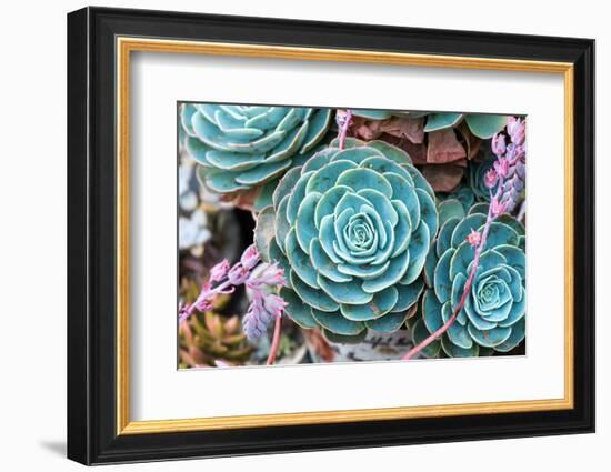 Miniature Succulent Plants-kenny001-Framed Photographic Print