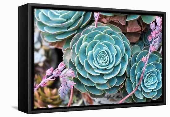 Miniature Succulent Plants-kenny001-Framed Premier Image Canvas