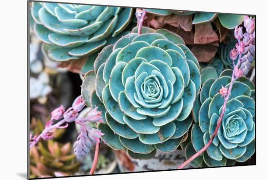 Miniature Succulent Plants-kenny001-Mounted Photographic Print