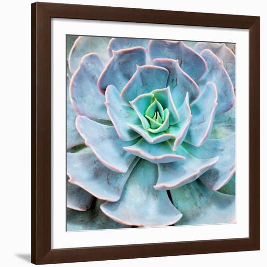 Miniature Succulent Plants-kenny001-Framed Giclee Print