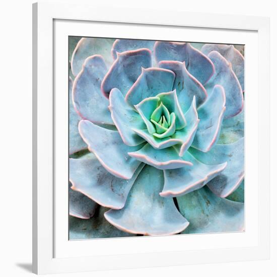 Miniature Succulent Plants-kenny001-Framed Giclee Print