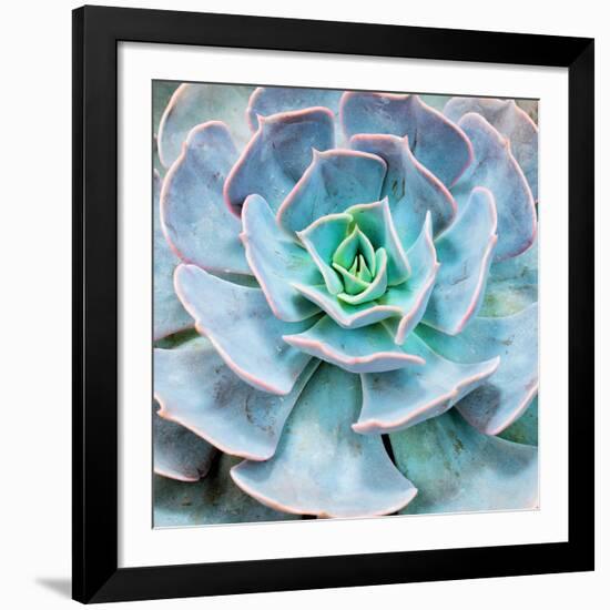 Miniature Succulent Plants-kenny001-Framed Giclee Print