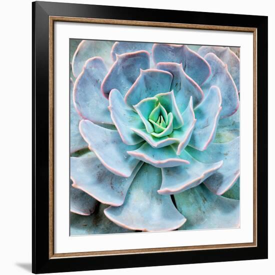 Miniature Succulent Plants-kenny001-Framed Giclee Print