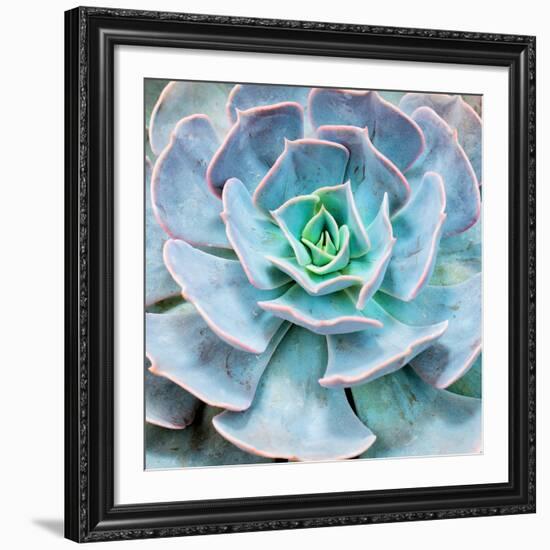 Miniature Succulent Plants-kenny001-Framed Giclee Print