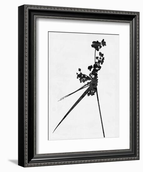 Minimalist Black Wild Flower III-Eline Isaksen-Framed Premium Giclee Print