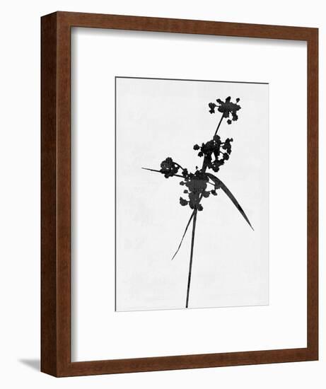 Minimalist Black Wild Flower IV-Eline Isaksen-Framed Art Print