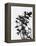Minimalist Black Wild Flower V-Eline Isaksen-Framed Stretched Canvas
