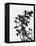 Minimalist Black Wild Flower V-Eline Isaksen-Framed Stretched Canvas