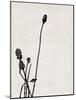 Minimalist Black Wild Flower-Eline Isaksen-Mounted Art Print