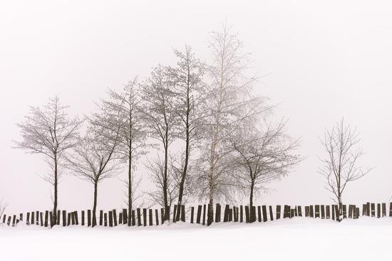 Photo, , large